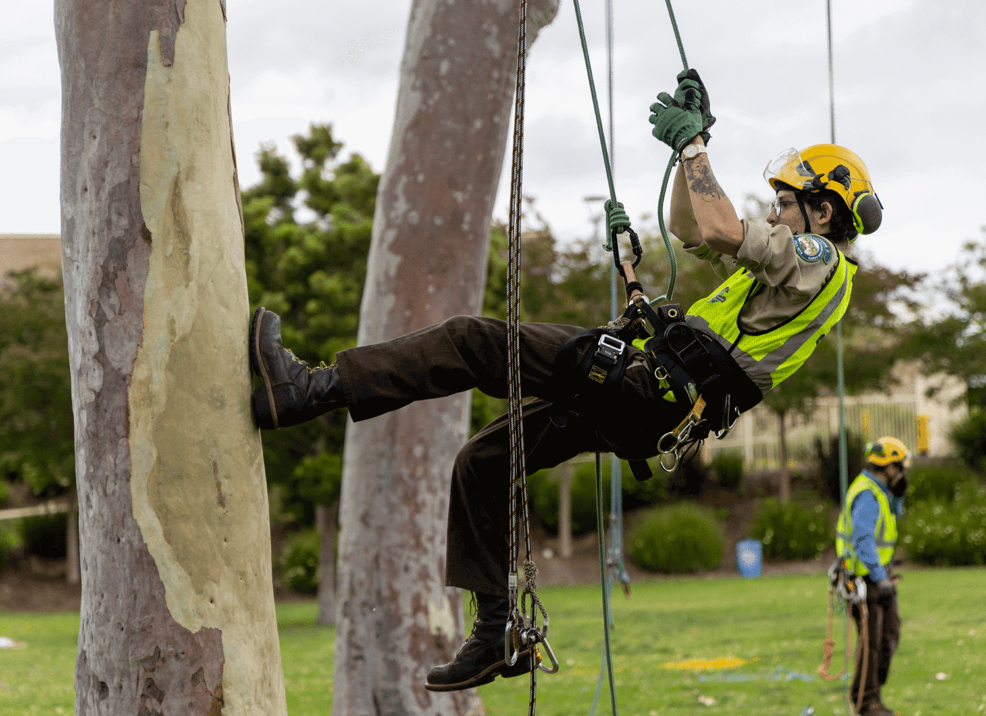 An arborist students is wearing a climbing harness, gloves and a helmet while rappelling down the tree